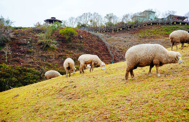 Obraz premium ali shan mountain and qingjing farm landscape in Taiwan 