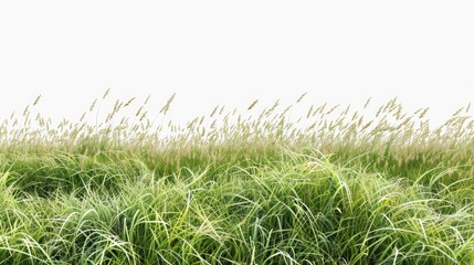 Meadow grass row prairie cutout transparent background 3d rendering 