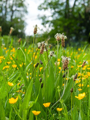 ribwort plantain and yellow buttercups