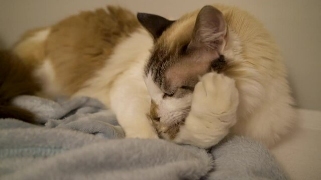 close-up of cat bath