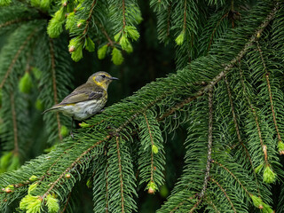 Female Cape May Warbler on spruce tree in Spring