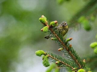 Female Cape May Warbler on spruce tree in Spring