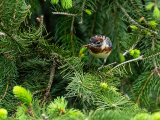 Bay-breasted Warbler holding a bug in its beak on spruce tree in Spring