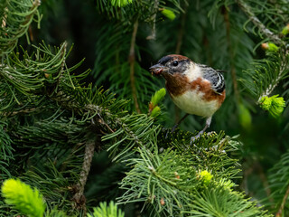 Bay-breasted Warbler holding a bug in its beak on spruce tree in Spring