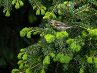 Female Cape May Warbler on spruce tree in Spring