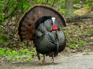 Male Eastern Wild Turkey strutting with tail feathers in fan