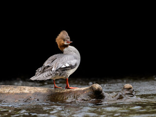 Male Common Merganser closeup portrait on black background