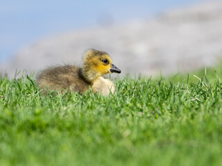 Canada Goose gosling resting in green grass, closeup portrait