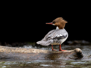 Male Common Merganser closeup portrait on black background
