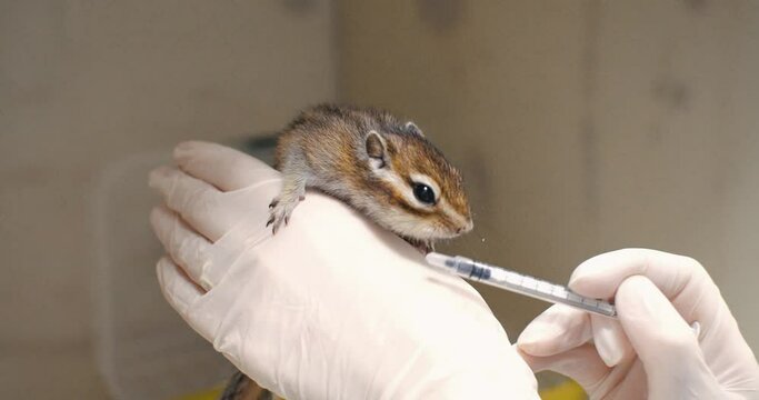 Chipmunks Images – Parcourir 96,046 le catalogue de photos, vecteurs et ...