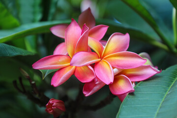 Fototapeta premium While hiking in Hawaii, I noticed these beautiful frangipani