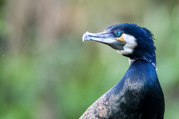 The cormorant, a bird unloved by fishermen