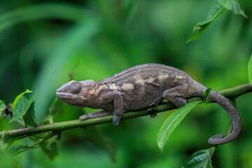 The chameleon is a skilled acrobat and an excellent hunter