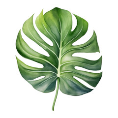 Monstera, Tropical Leaf Illustration. Watercolor Style. AI Generated