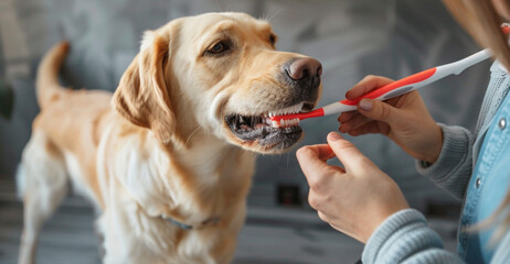 Dog dental care. Maintaining healthy dog teeth and gums. Raising awareness of oral hygiene for dogs