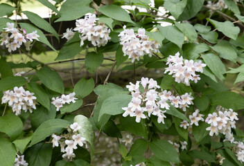 Kolkwitzia (Linnaea) amabilis  commonly known as beauty bush, is a species of flowering plantnative to China