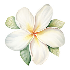Fototapeta premium Plumeria, Tropical Flower Illustration. Watercolor Style. AI Generated