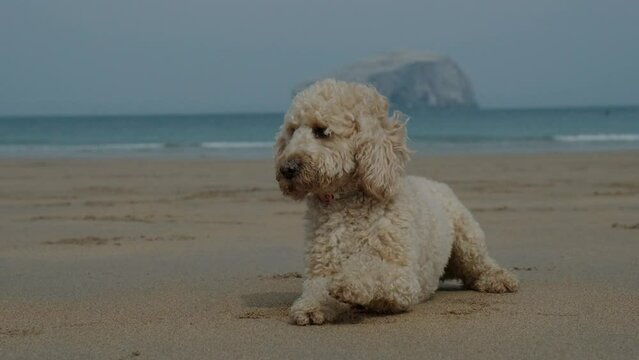 Cockapoo dog lying on the beach on a sunny day