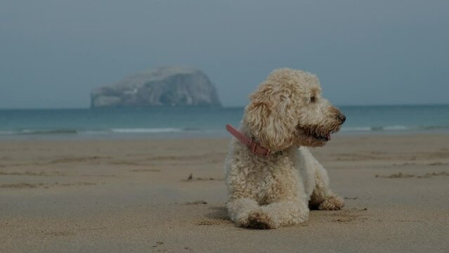 Cockapoo dog lying on the beach on a sunny day