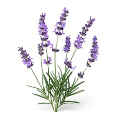 Lavender flowers blossom purple plant isolated on white background 