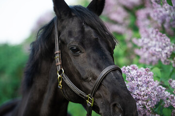 close up portrait of beautiful black stallion posing nearly blossom lilac at sunny spring evening