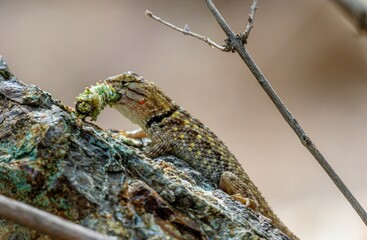 Spiny lizard eating, close up, lateral view, spiny lizard hunting a caterpillar on the ground
