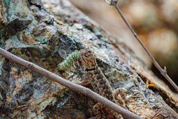 Spiny lizard eating, close up, top view, spiny lizard hunting a caterpillar on the ground
