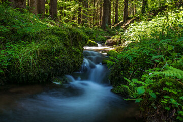 A serene waterfall flows through lush vegetation in a forest