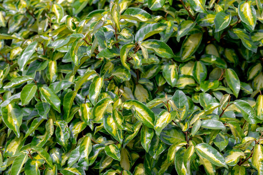 Selective focus green yellow leaves of Elaeagnus ebbingei in garden, Thorny olive, Spiny oleaster and Silverthorn is a species of flowering plant in the family Elaeagnaceae, Nature greenery background