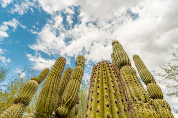 Saguaro and blue sky, desert plants, general view
