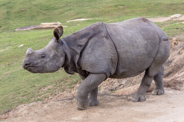 Fototapeta premium Indian Rhinoceros walking in a field