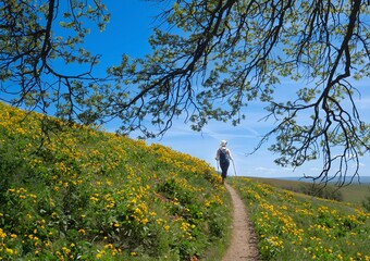 Woman hiker walking on counrty road in arnica meadows. Columbia Hills State Park. The Dalles. Washington State. USA