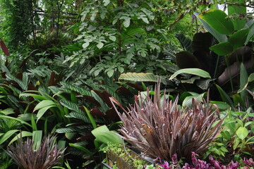 Fototapeta premium flowers in the tropical garden