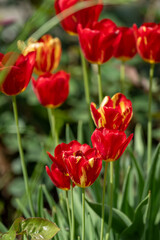 A beautiful red tulip with a yellow glow.