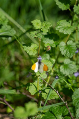Watercress butterfly on a plant.
