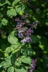 Purple lilac flowers among green leaves.