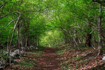footpath in the forest