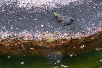 frog in the pond