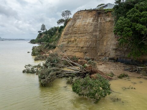 Erosion flood damage of Pohtukawa trees falling from the cliffs from severe storms. Stanley Point, Auckland, New Zealand. February 2023