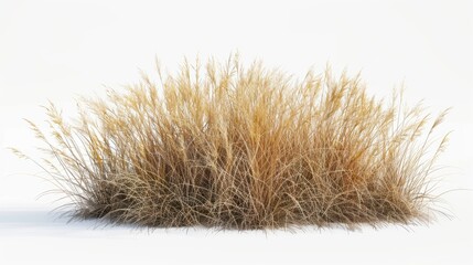 Single dried savanna grass isolate backgrounds 3d render  