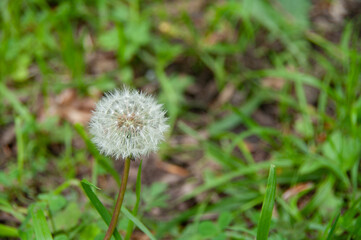 dandelion in the grass