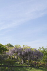日本、神奈川県、横須賀にある横須賀しょうぶ園の藤の花