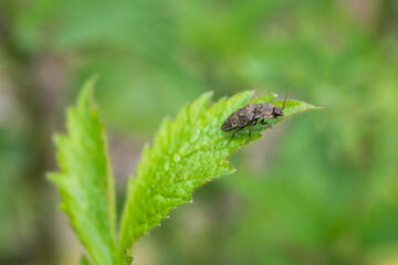Dark leaf beetle on a green leaf.
