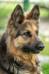 Portrait of a wolfhound dog.