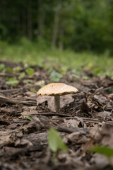 Light hat mushroom growing in leaves.