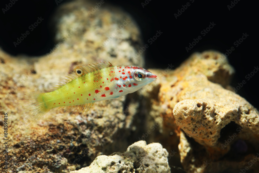 Wall mural juvenile variegated wrasse (coris batuensis)