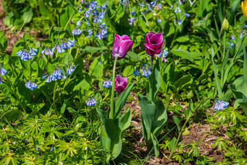 flowers in the grass