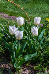 white tulips in the garden