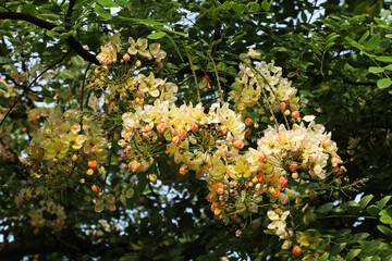 Fototapeta premium Rainbow shower tree (Cassia x Nealiae hybrid)