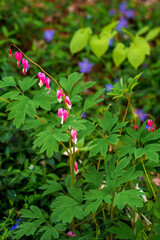 red and white flowers